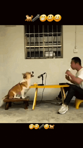 a dog is sitting on a bench next to a microphone and a man