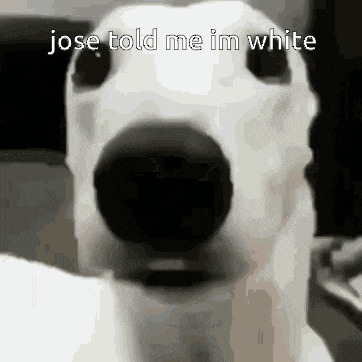 a close up of a white dog 's face with the words jose told me im white written above it .