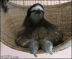 Sloth Chill GIF - Sloth Chill Chilling GIFs