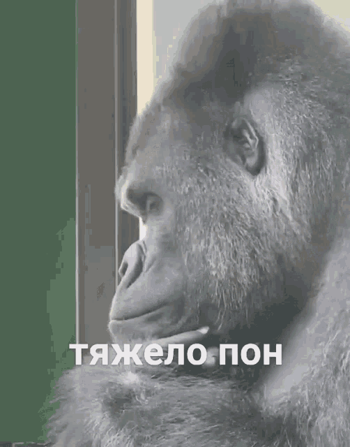 a gorilla is looking out of a window with a foreign language written on the bottom right