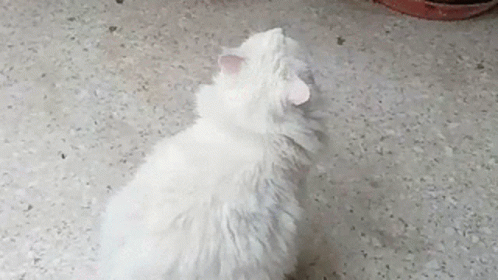 Molly Antoinette White Cat GIF - Molly Antoinette White Cat GIFs