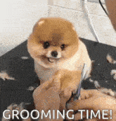 a pomeranian puppy is being groomed by a person with scissors .