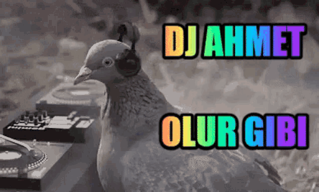 a pigeon wearing headphones is standing in front of a dj 's turntable .