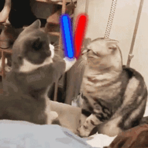 Cat Lightsticks GIF - Cat Lightsticks Beating GIFs