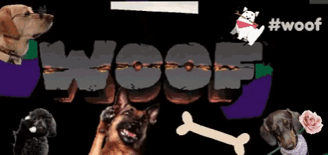 a group of dogs are standing in front of a sign that says woof