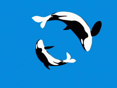 Whale Killerwhales GIF - Whale Killerwhales Orca GIFs