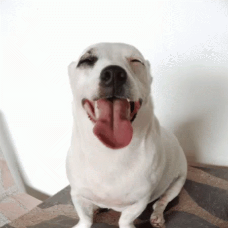 Funny Animals Dog Smile GIF - Funny Animals Dog Smile Daada GIFs