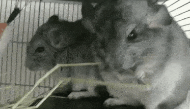 two chinchillas are sitting in a cage eating hay .