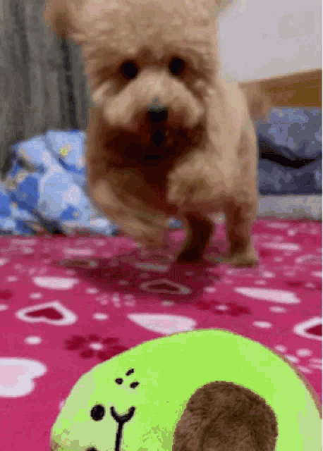 a dog is jumping in the air in front of a stuffed animal