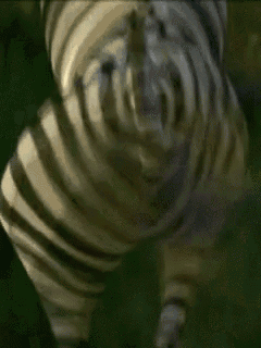 a close up of a zebra 's face with a hypnotic effect on it 's face .