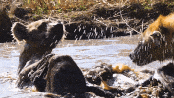 two bears are playing in the water and one is looking up at something