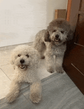 two small white dogs standing next to each other