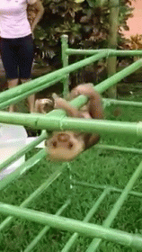 Baby Sloth'S First Steps Are A Little Shaky GIF - Baby Sloth Crawl GIFs