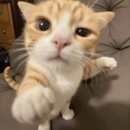 a close up of a cat 's face with its paw up
