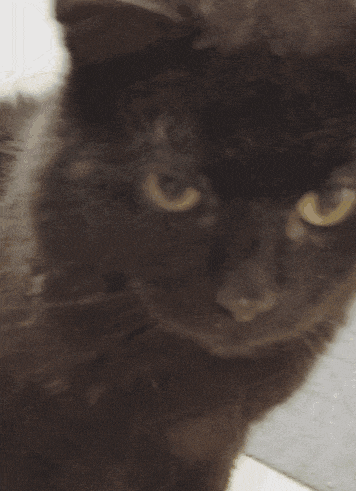 a close up of a black cat with a red tongue sticking out