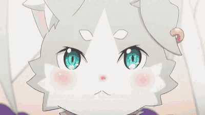 a white cat with blue eyes and pink cheeks