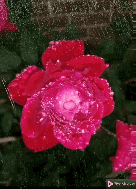 a pink rose with water drops on it