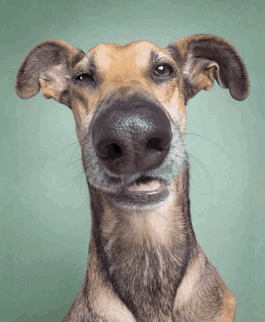 a close up of a dog 's face with its tongue hanging out