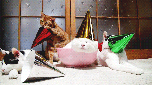 cats-party-hats.gif