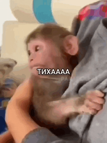a baby monkey is being held in a person 's arms and making a funny face .