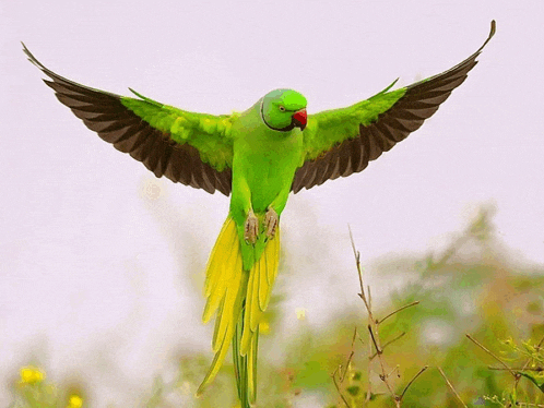 a green parrot with its wings spread is sitting on a branch