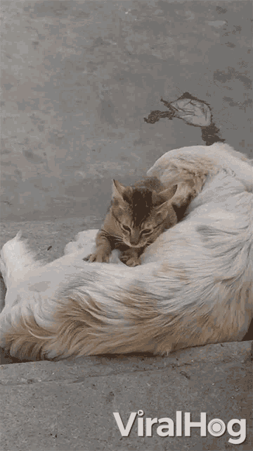 a cat laying on top of a dog with the words viralhog below