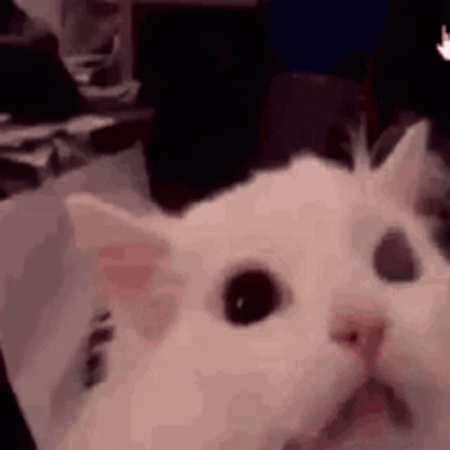 Screaming Cat Browthy GIF - Screaming Cat Browthy GIFs