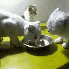 three cats eating from a bowl on a table