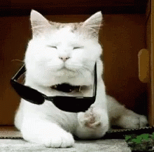 Imcool Deal With It GIF - Imcool Deal With It Cat GIFs