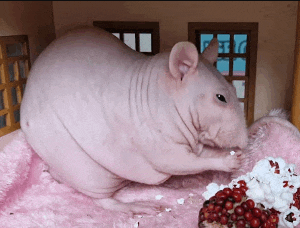a hairless rat sits on a pink blanket