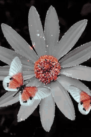 a close up of a flower with butterflies on it and the word love on it