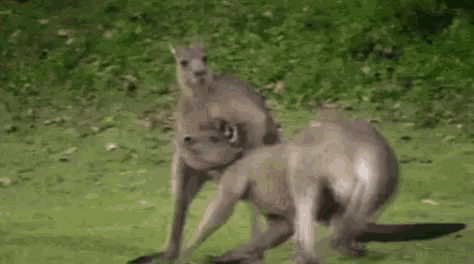 Kangaroo Choke GIF - Kangaroo Choke Hold GIFs