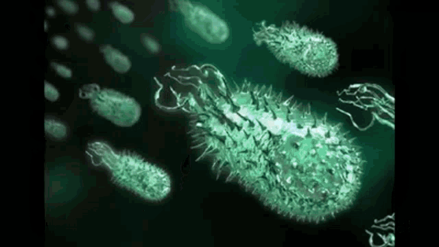 Helocobacter Pylori Bacteria GIF