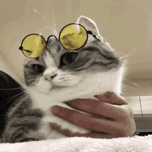 a cat wearing yellow glasses is being held by someone