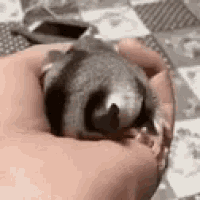 a close up of a person holding a small bird in their hand .