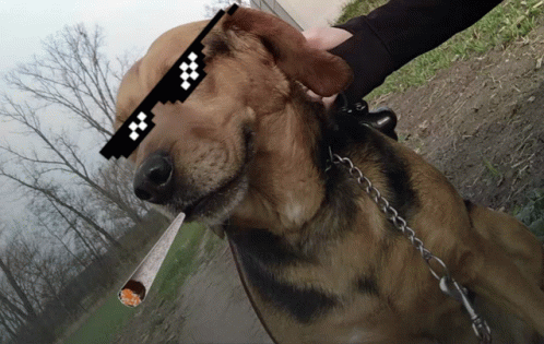 Dog Thug GIF - Dog Thug Thug Besin GIFs