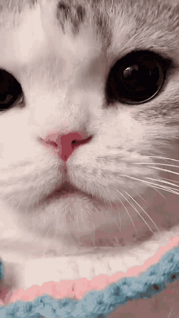 Cute Cat Soft Kitty GIF - Cute Cat Soft Kitty Big Eyes GIFs