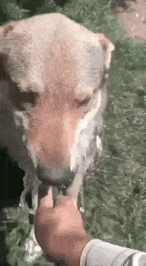 a dog is drinking water from a hose while a person feeds it .