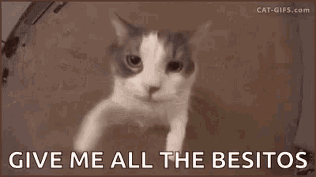 a cat is looking at the camera with the words `` give me all the besitos '' written on the bottom .