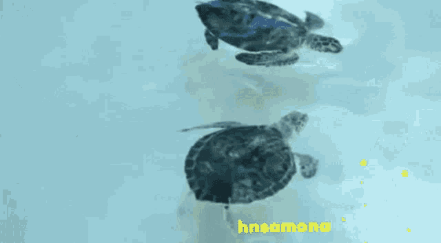 a group of sea turtles are swimming in a tank with the word hnsamono written on the bottom