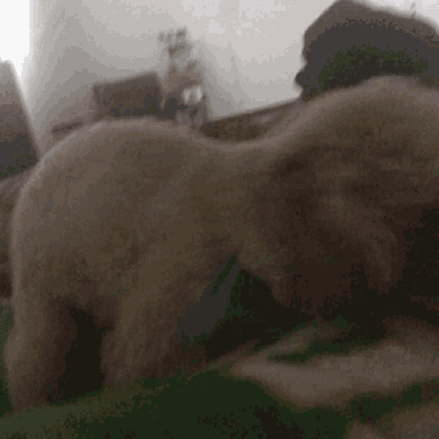a close up of a dog laying on a bed