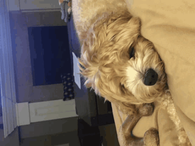 a dog is laying on a couch with its head on the couch
