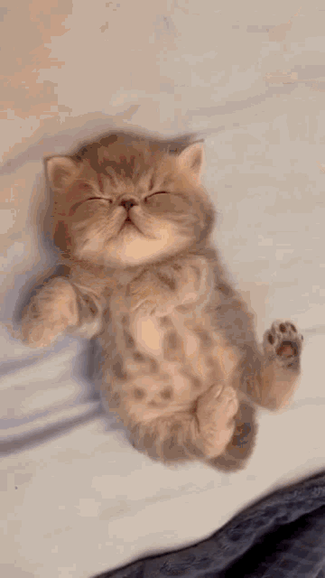 Kitten Asleep GIF