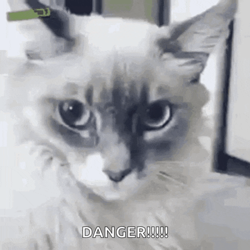 Cat Cute GIF - Cat Cute Shocked GIFs
