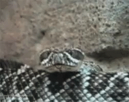 Snake Big Mouth GIF