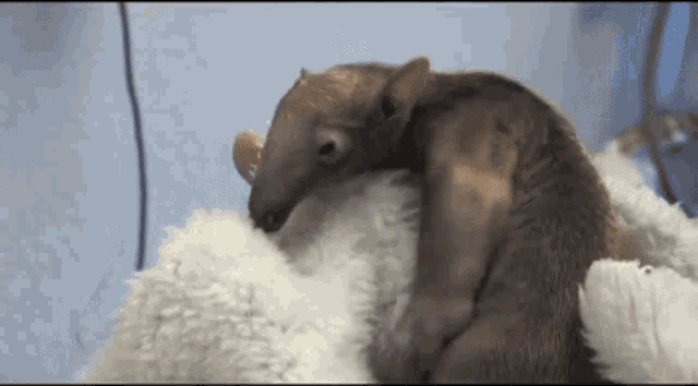 a baby anteater is sleeping on a white blanket