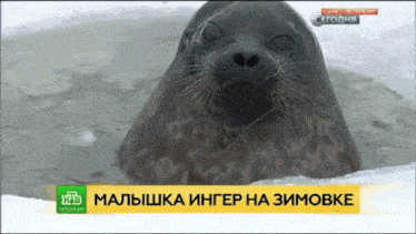 a seal is shown on a tv screen with a headline in russian