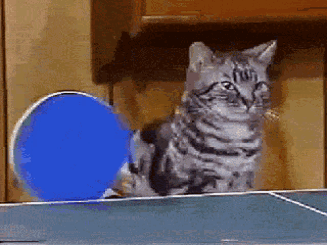 a cat is sitting on a ping pong table with a blue ball in the background