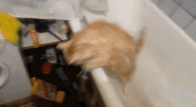 Fat Cat. Tall Bathtub. Helpppp GIF - Cat Fat Stuck GIFs