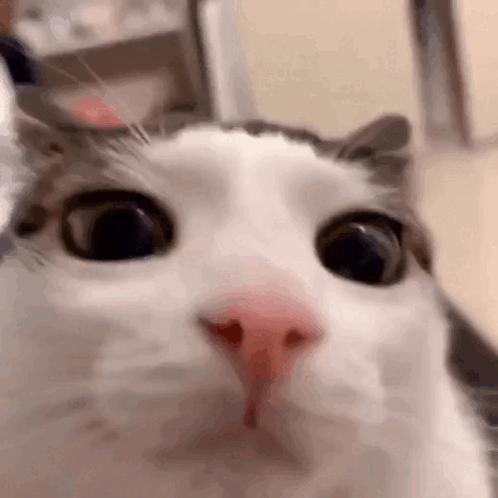 кот с большими глазами моргает GIF